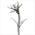Waterford Crystal Fleurology Glass Flower - Lily